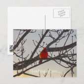Carte Postale Le Cardinal, Le Matin, Pense À Vous (Devant / Derrière)