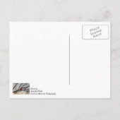 Carte Postale Le Cardinal, Le Matin, Pense À Vous (Dos)