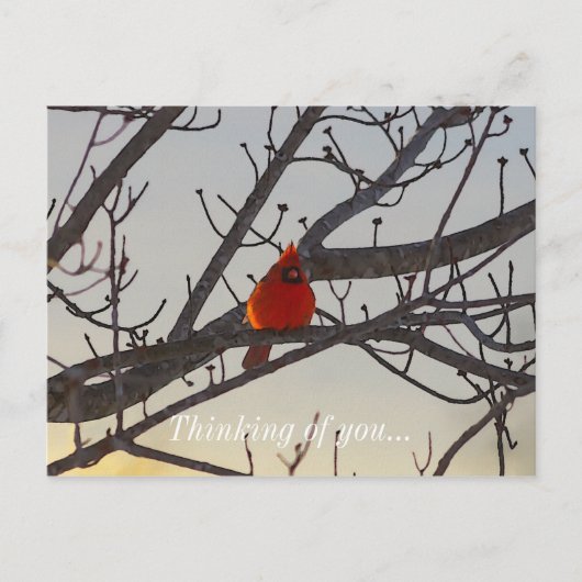 Carte Postale Le Cardinal, Le Matin, Pense À Vous (Devant)