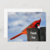 Carte Postale Le cardinal rouge sur le Merci en bois (Devant / Derrière)