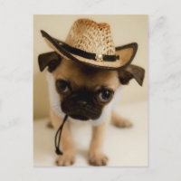 Le Carlin Cowboy Puppy
