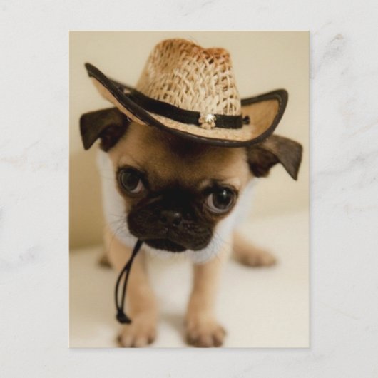 Carte Postale Le Carlin Cowboy Puppy (Devant)