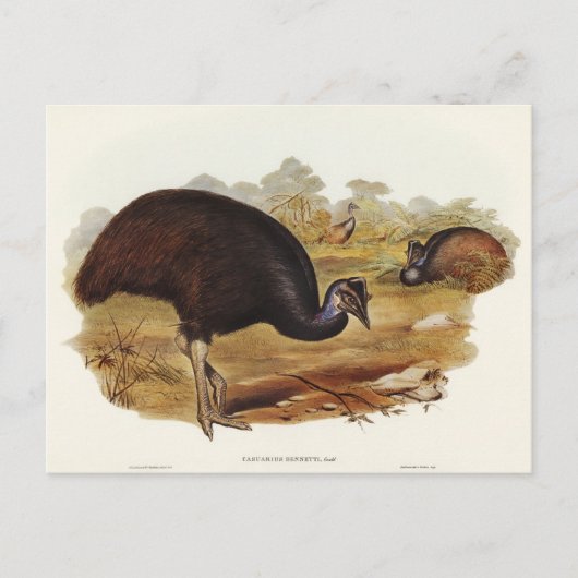 Carte Postale Le Cassowary de Bennett par Elizabeth Gould (Devant)
