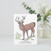 Carte postale " Le Cerf " (Debout devant)