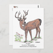 Carte postale " Le Cerf " (Devant / Derrière)