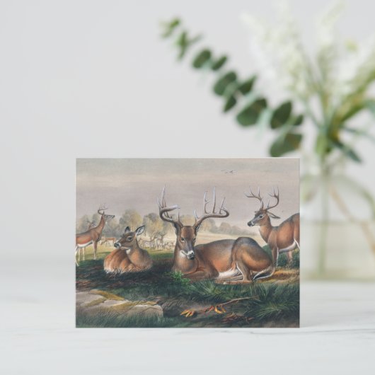 Carte Postale Le cerf à queue blanche par Joseph Wolf (Debout devant)