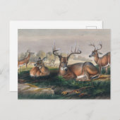 Carte Postale Le cerf à queue blanche par Joseph Wolf (Devant / Derrière)