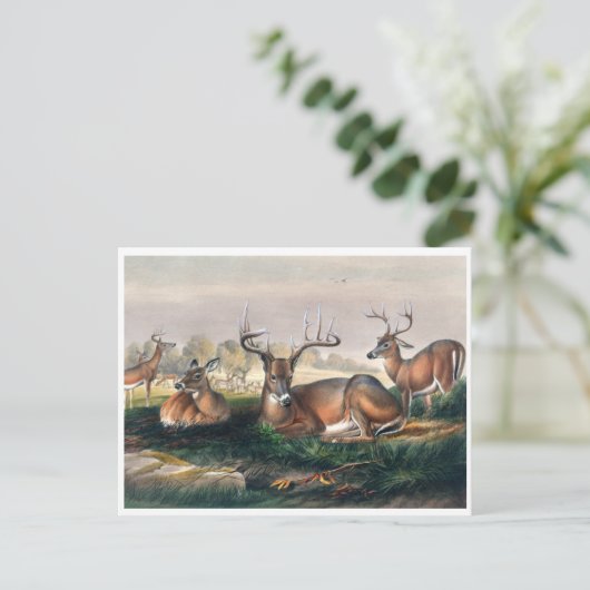 Carte Postale Le cerf à queue blanche par Joseph Wolf (Debout devant)