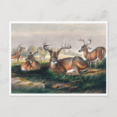 Carte Postale Le cerf à queue blanche par Joseph Wolf (Devant)