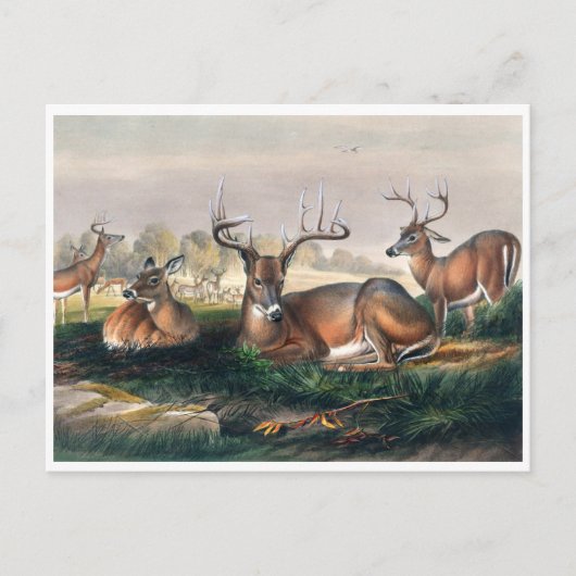 Carte Postale Le cerf à queue blanche par Joseph Wolf (Devant)