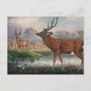 Carte Postale Le cerf de Mantchurian par Joseph Wolf