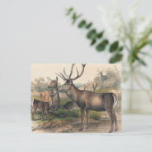 Carte Postale Le cerf de Perse par Joseph Wolf (Debout devant)