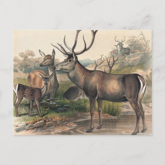 Carte Postale Le cerf de Perse par Joseph Wolf (Devant)