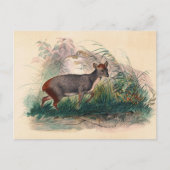 Carte Postale Le cerf de Pudu par Joseph Wolf (Devant)