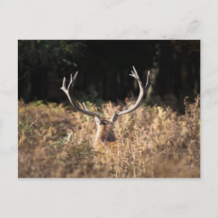 Carte Postale Le cerf de Richmond Park, Londres