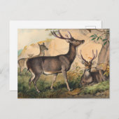 Carte Postale Le cerf de Russie par Joseph Wolf (Devant / Derrière)