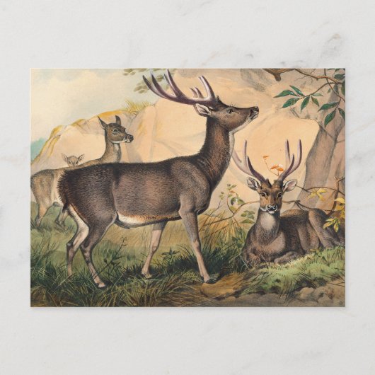 Carte Postale Le cerf de Russie par Joseph Wolf (Devant)