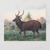 Carte Postale Le cerf de Swinhoe par Joseph Wolf (Devant)