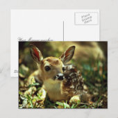 Carte Postale Le cerf de Virginie (Devant / Derrière)