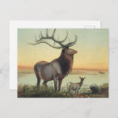 Carte Postale Le cerf de Wapiti par Joseph Wolf (Devant / Derrière)
