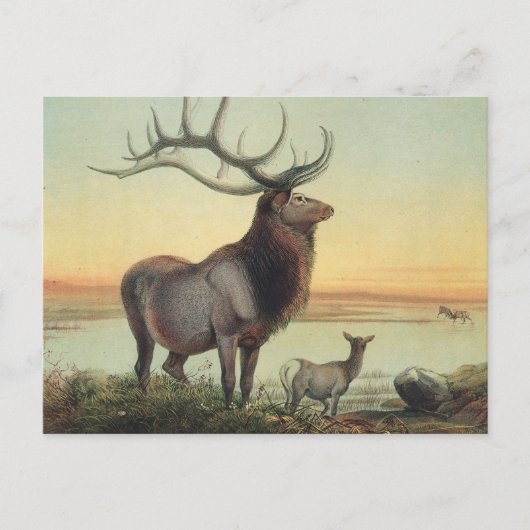 Carte Postale Le cerf de Wapiti par Joseph Wolf (Devant)