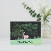 Carte Postale Le cerf du Grand Vue Park (Debout devant)