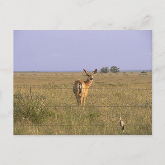Carte Postale Le cerf en arrière (Devant)