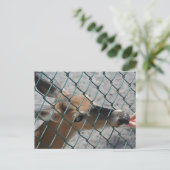 Carte Postale Le Cerf Précieux - (Debout devant)