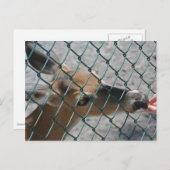 Carte Postale Le Cerf Précieux - (Devant / Derrière)