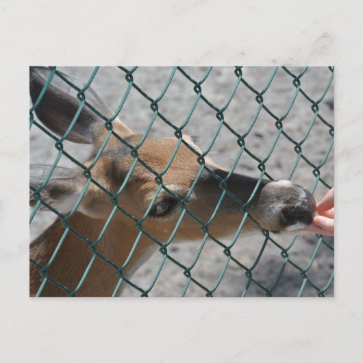 Carte Postale Le Cerf Précieux - (Devant)