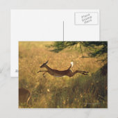Carte Postale Le cerf saute dans le champ (Devant / Derrière)