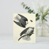 Carte Postale Le cerf-volant à queue blanche d'Audubon (Debout devant)