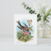 Carte Postale Le Chaffinch (Debout devant)