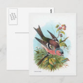 Carte Postale Le Chaffinch (Devant / Derrière)