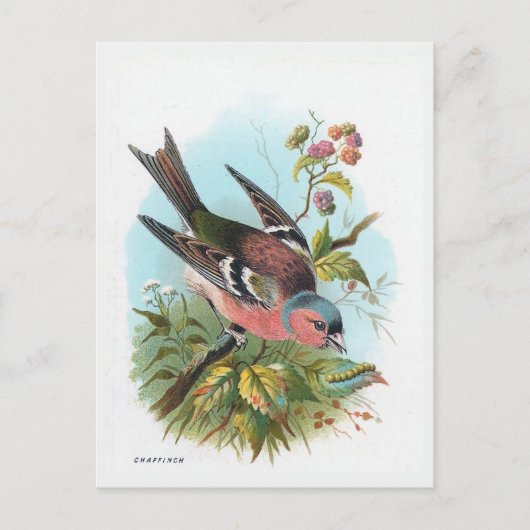 Carte Postale Le Chaffinch (Devant)
