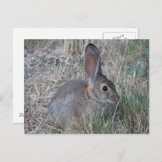 Carte Postale Le chalet d'Audubon (Devant / Derrière)