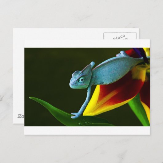 Carte Postale Le Chameleon Extraordinaire (Devant / Derrière)