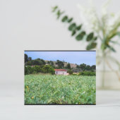Carte Postale Le champ d'artichauts (Debout devant)