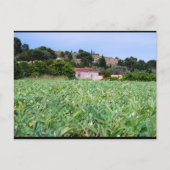 Carte Postale Le champ d'artichauts (Devant)