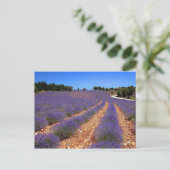 Carte Postale Le champ de Lavendar en Provence (Debout devant)
