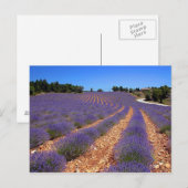 Carte Postale Le champ de Lavendar en Provence (Devant / Derrière)