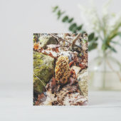 Carte Postale Le champignon Morel dans la nature (Debout devant)