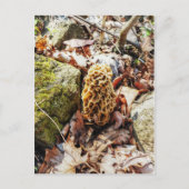 Carte Postale Le champignon Morel dans la nature (Devant)