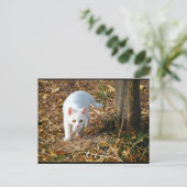 Carte Postale Le Chasseur Blanc (Debout devant)