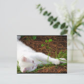 Carte Postale Le Chat dans les Aiguilles de Pin (Debout devant)