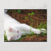 Carte Postale Le Chat dans les Aiguilles de Pin (Devant)