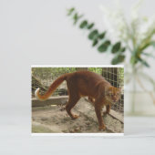 Carte Postale Le chat de la baie (Pardofelis badia) (Debout devant)