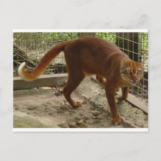 Carte Postale Le chat de la baie (Pardofelis badia)