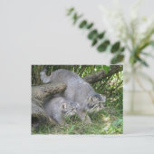 Carte postale - Le chat de Pallas (Debout devant)