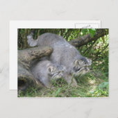 Carte postale - Le chat de Pallas (Devant / Derrière)